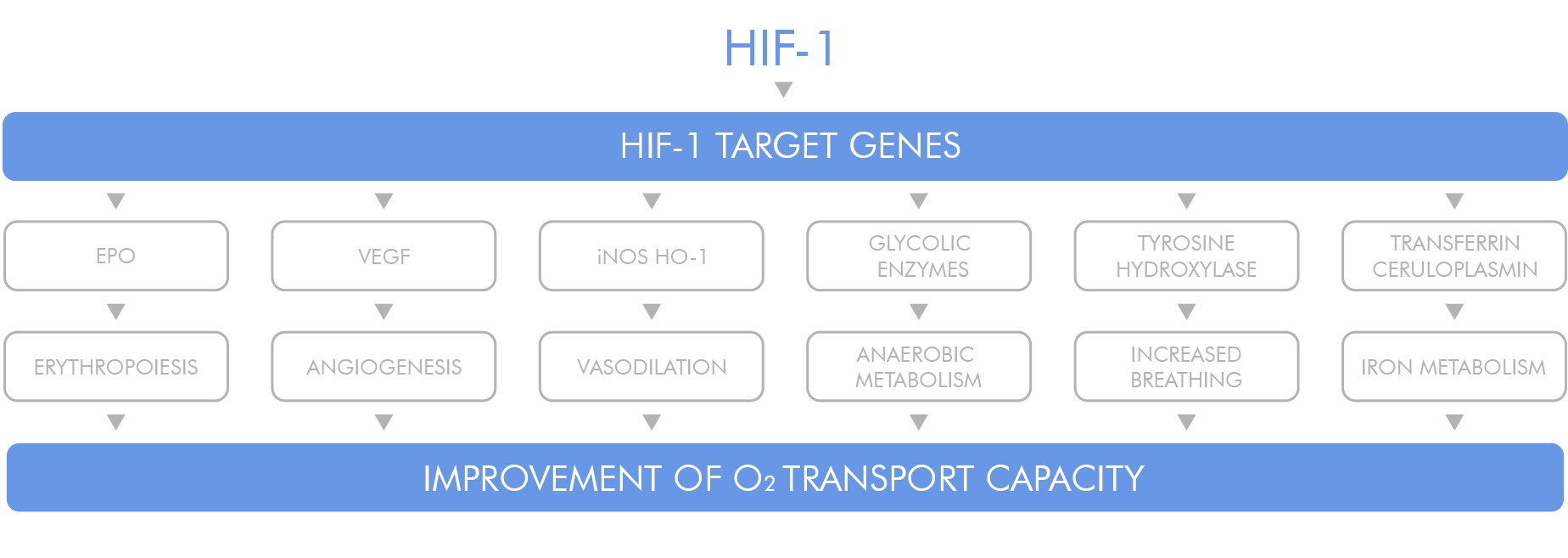 HIF-1